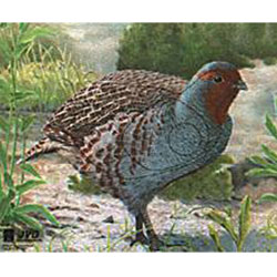 JVD Target Face - Partridge